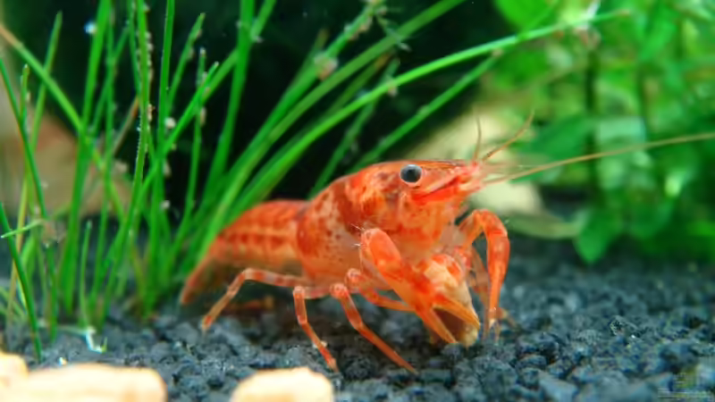 Kleinkrebs mit Futter von rondarium (4)