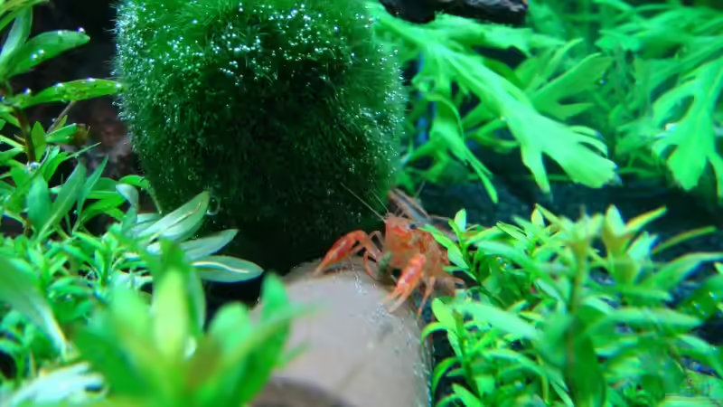 Kleinkres auf seiner Röhre mit Futter fest im Griff von rondarium (5)