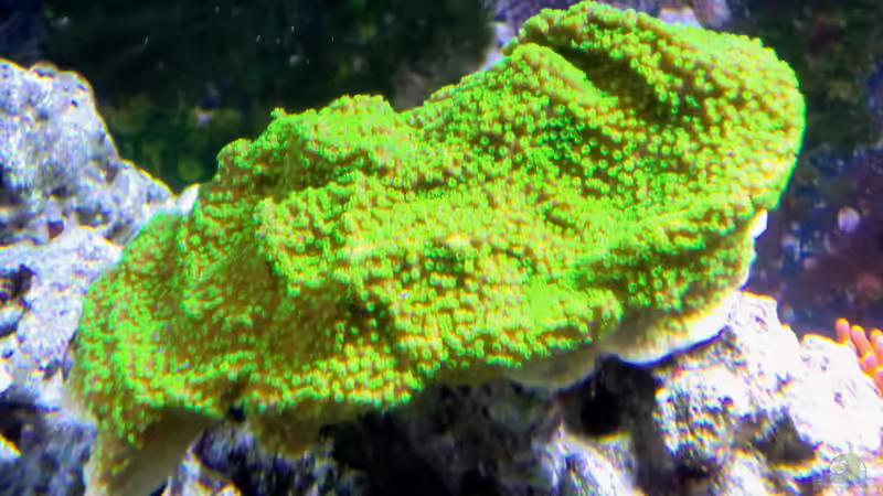 Kleinpolypige Steinkoralle - Montipora hoffmeisteri von Truthahnmann (75)