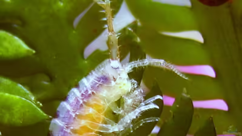 Kleinstlebewesen von Petra Kallmeyer (10)