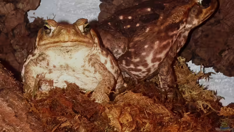 Kletterkünstler Adelheid und Mechthild von Cichliden-Kabuff (17)