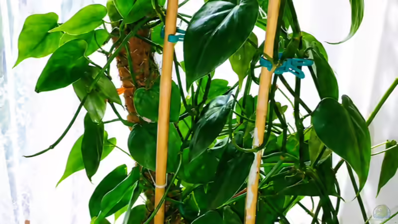 Kletternder Philodendron (Philodendron scandens)