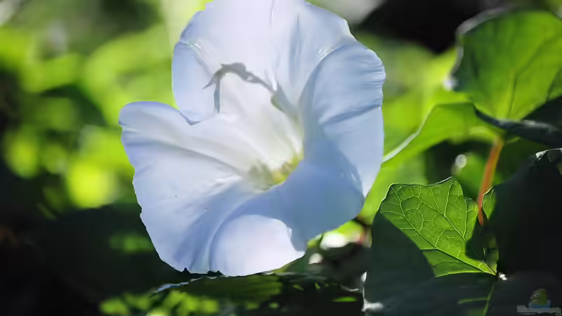 Kletterpflanzen: So halten sie sich fest