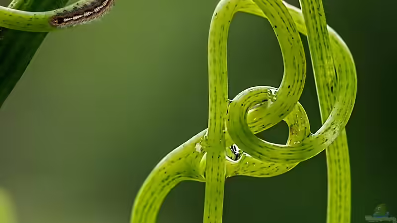 Kletterpflanzen: So halten sie sich fest