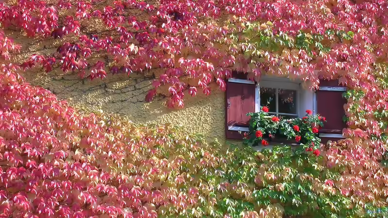 Kletterpflanzen: So halten sie sich fest