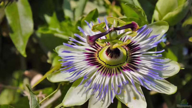 Kletterpflanzen: So halten sie sich fest