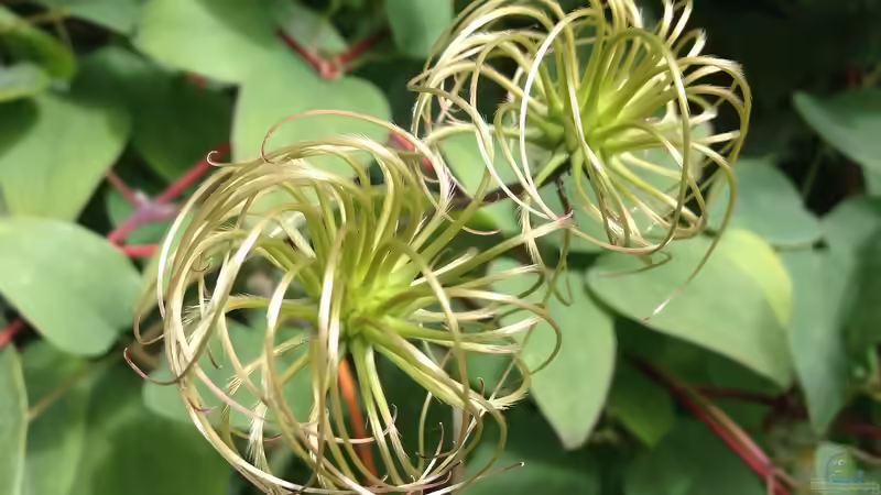 Kletterpflanzen: So halten sie sich fest