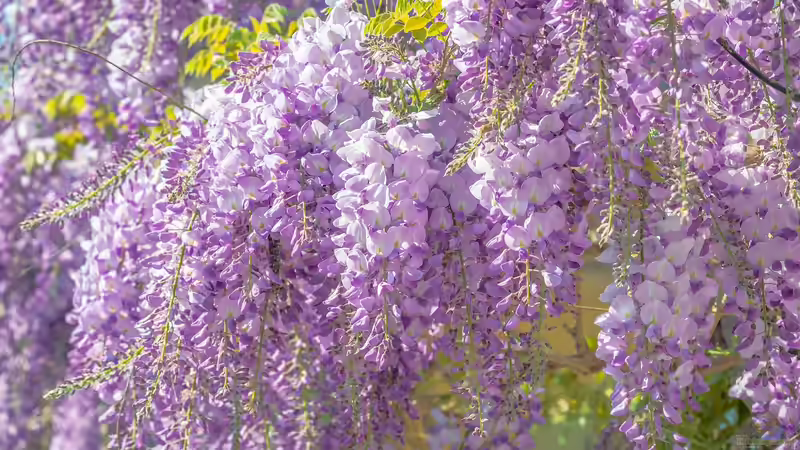 Kletterpflanzen: So halten sie sich fest