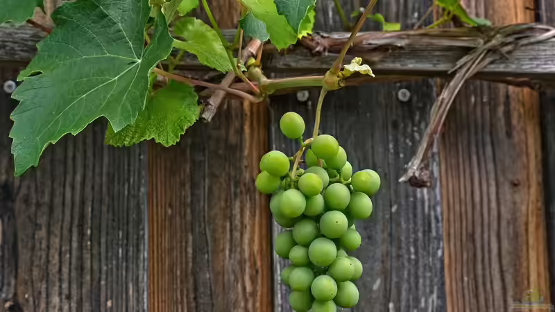 Kletterpflanzen: So halten sie sich fest