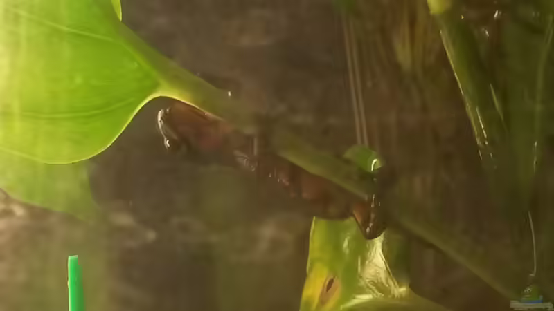 Kletterspaß und Flucht vor der Strömung  von Ceylon (30)