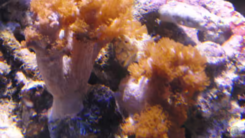 Klyxum von Steffen Ruck (17)