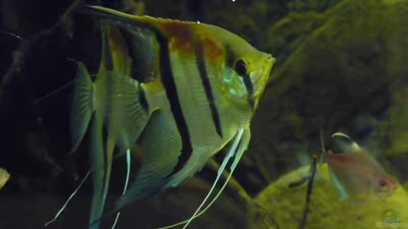 Knapp 10 Monate mittlerweile von DerImperator (51)