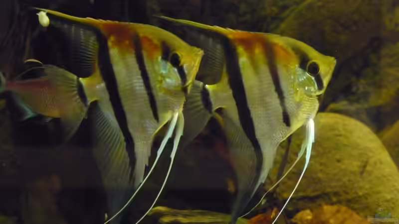 Knappe 10 Monate - die beiden Größten von DerImperator (48)