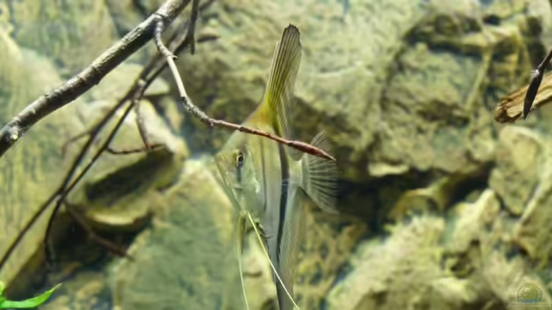 Knappe 3 Monate alt von DerImperator (19)