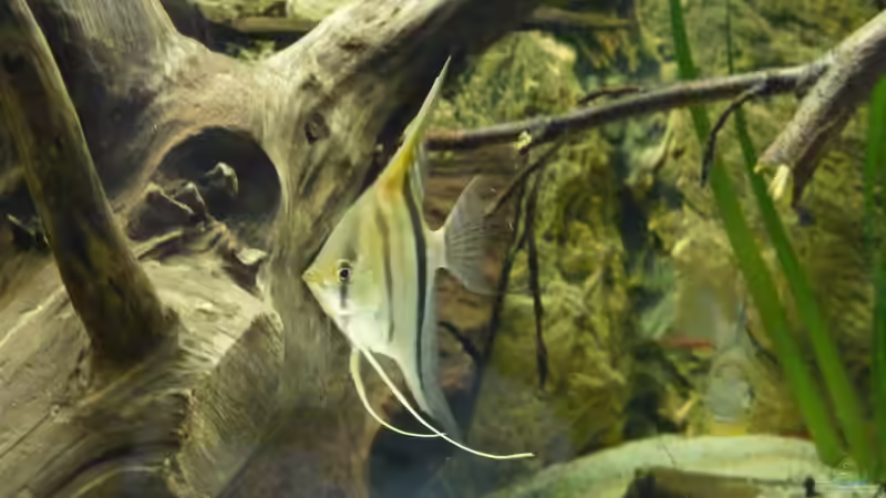 Knappe 3 Monate alt von DerImperator (20)