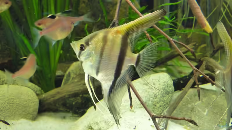 Knappe 3 Monate alt von DerImperator (22)