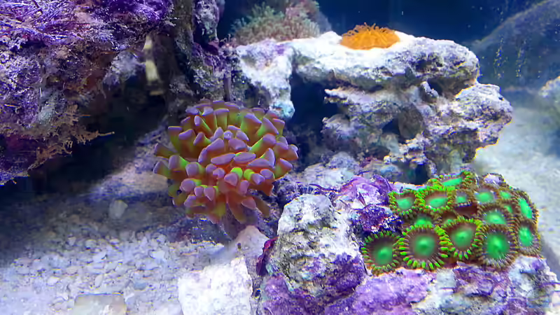 Kniescheibenkoralle, Euphylia und Zoanthus von Nano Jojo (11)