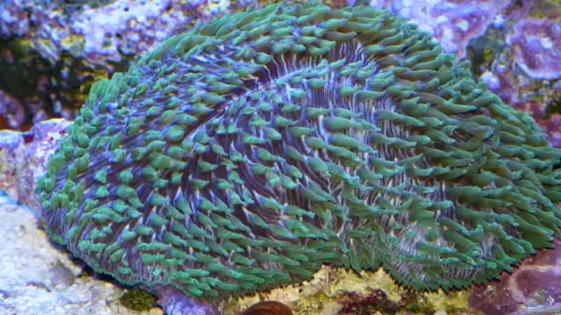 Kniescheibenkoralle von Leni13 (9)