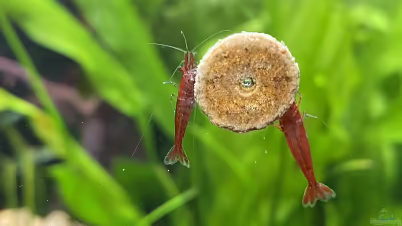 Knoblauch als Garnelenfutter: Deshalb schwören erfahrene Halter drauf