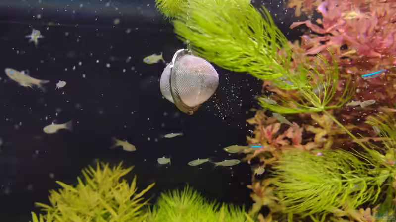 Knoblauch im Zierfischfutter: Das sind die Hintergründe