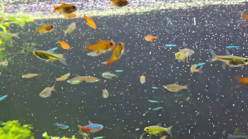 Knoblauch im Zierfischfutter: Das sind die Hintergründe