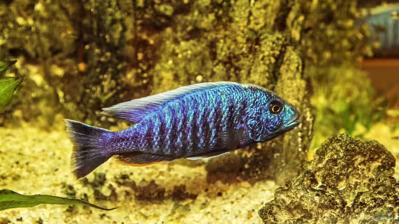 Knochenfische - Die faszinierende Vielfalt der größten Wirbeltiergruppe im Aquarium