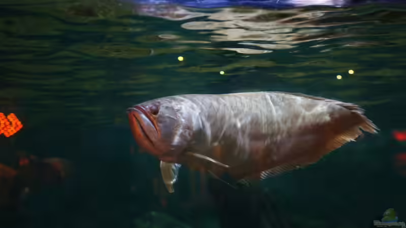 Knochenzüngler (Osteoglossiformes) im Aquarium und in der Natur - urzeitliche Fische mit faszinierender Biologie