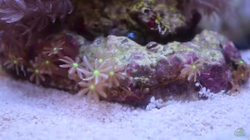 Knopia octocontacanalis von Junglist (19)