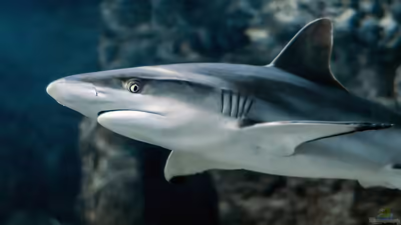 Knorpelfische - faszinierende Urzeitbewohner der Meere und ihre Bedeutung für die Aquaristik