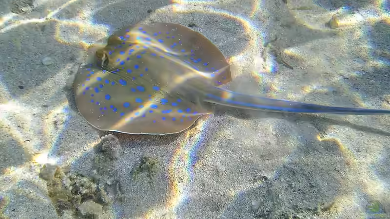 Knorpelfische - faszinierende Urzeitbewohner der Meere und ihre Bedeutung für die Aquaristik