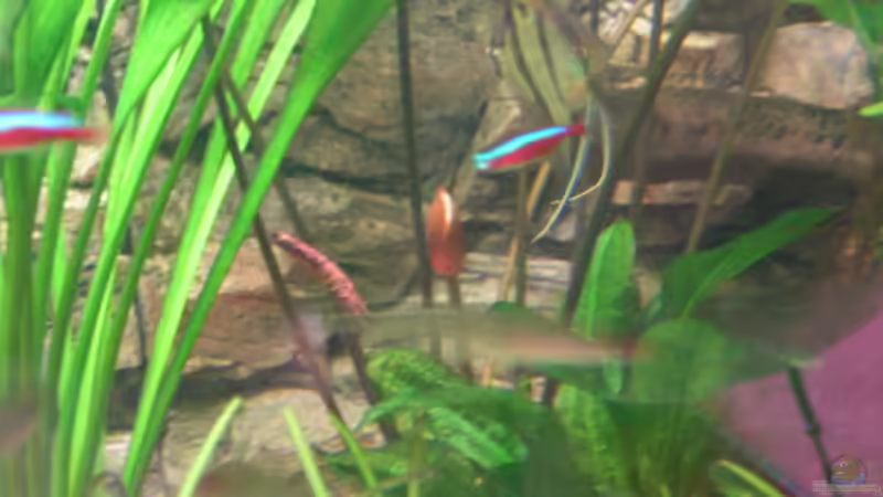 Knospe der roten Tigerlotus von Heiko Schneider (14)