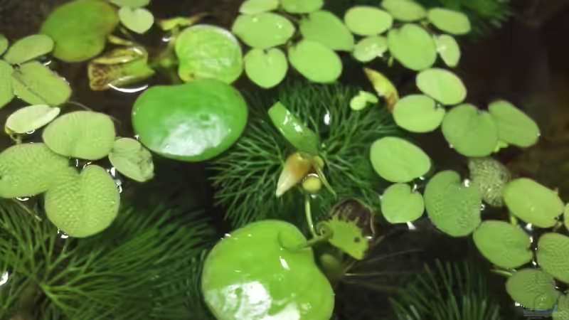 Knospe von Cabomba caroliniana und Schwimmpflanzen von Patrick Scheffer (9)