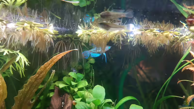 Knurrende Zwergguramis, m und w von DaniJeep (6)