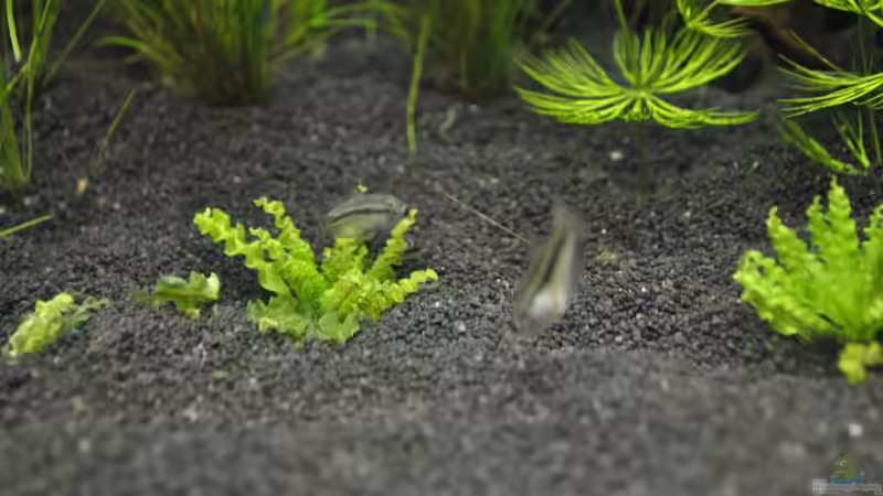 Knurrende Zwerggurami´s von Asterrati (2)