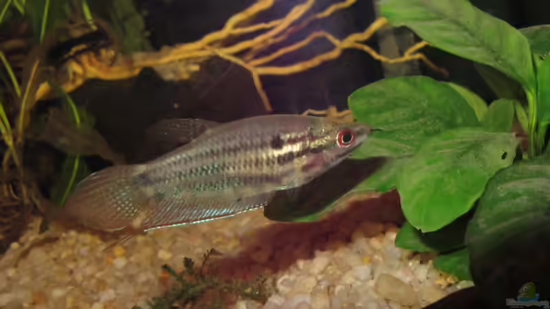 Knurrender Gurami (Trichopsis vittata) von Thomas Ihle (7)