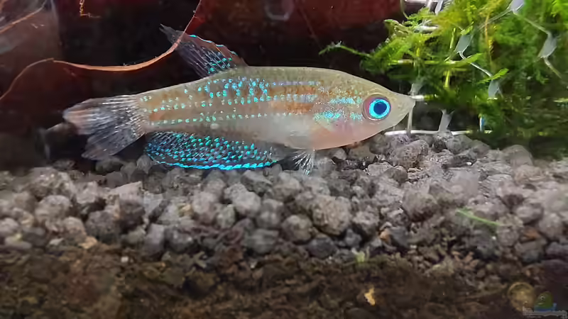 Knurrender Zwerggurami m von DaniJeep (10)