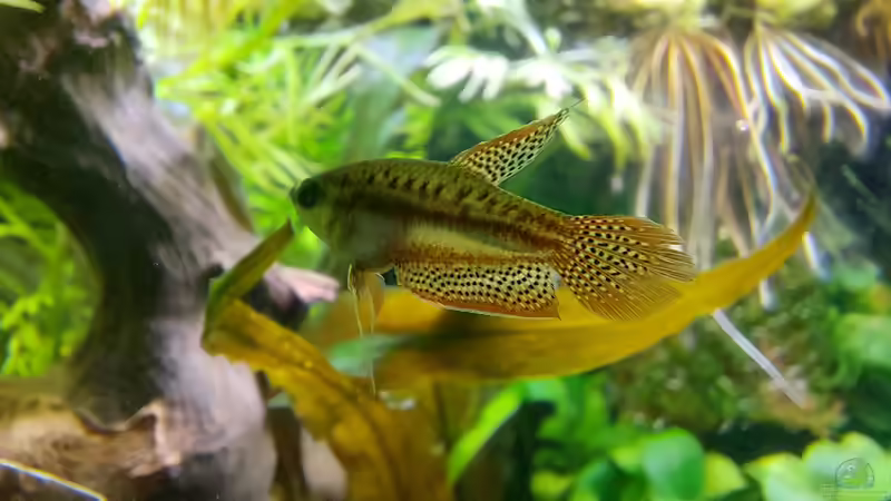 Knurrender Zwerggurami m von DaniJeep (11)