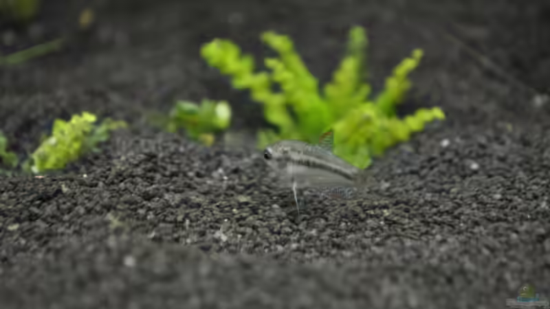 Knurrender Zwerggurami von Asterrati (10)