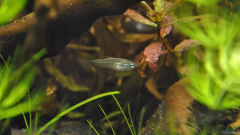 Knurrender Zwerggurami von Asterrati (11)