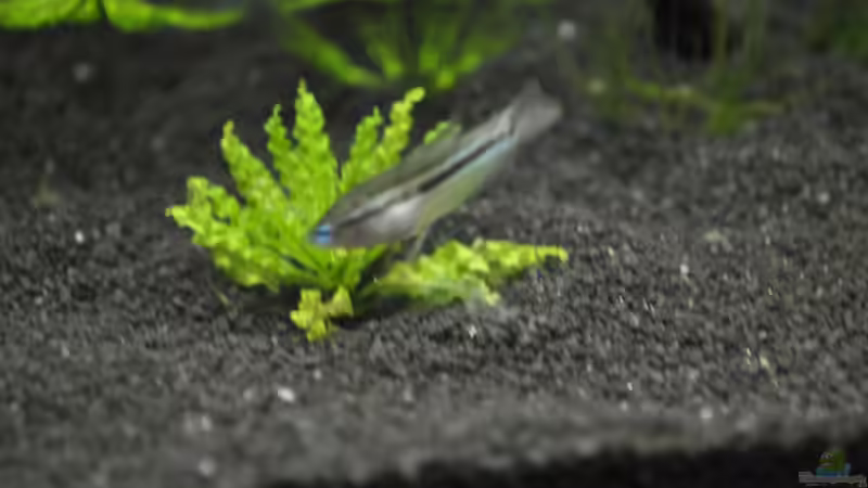 Knurrender Zwerggurami von Asterrati (12)