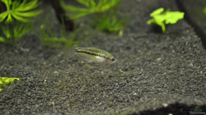 Knurrender Zwerggurami von Asterrati (4)