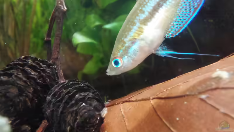 Trichopsis vittata im Aquarium halten (Einrichtungsbeispiele für Knurrender Gurami)