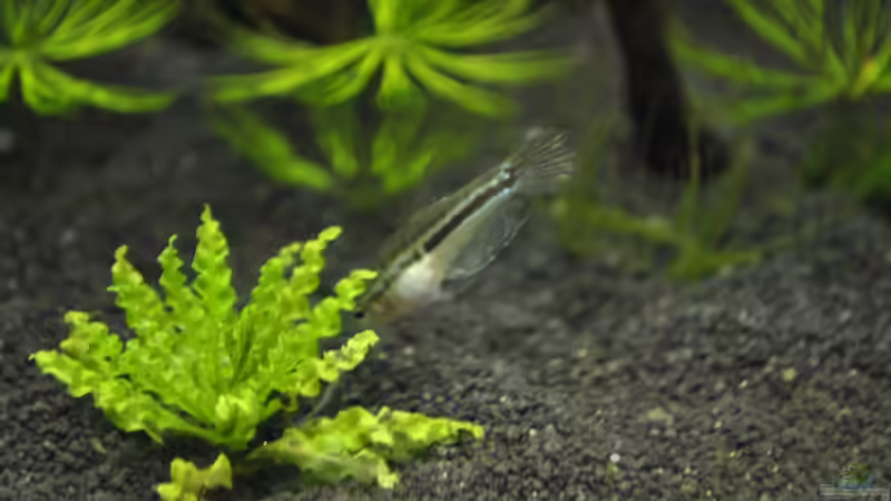 Einrichtungsbeispiele für Trichopsis pumila