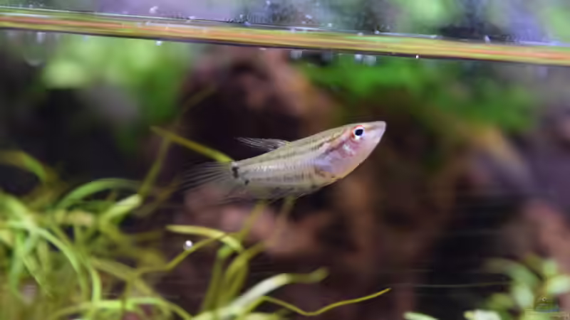 Einrichtungsbeispiele für Trichopsis pumila