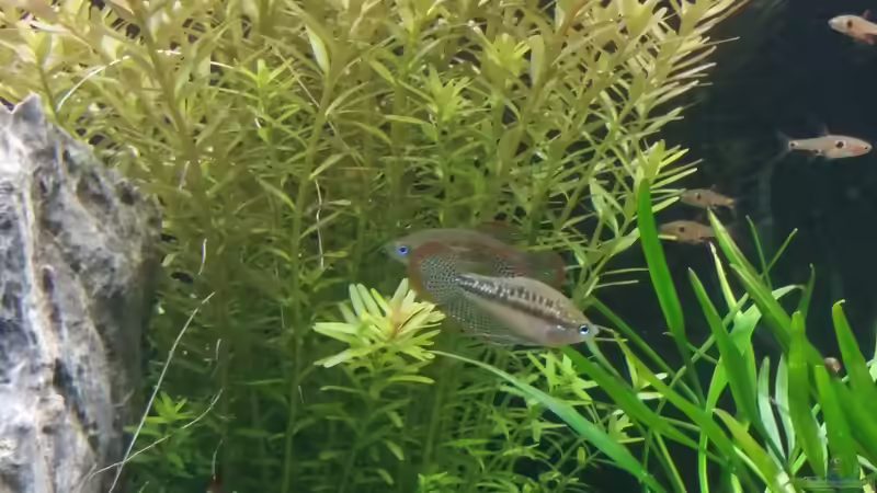 Trichopsis vittata im Aquarium halten (Einrichtungsbeispiele für Knurrender Gurami)