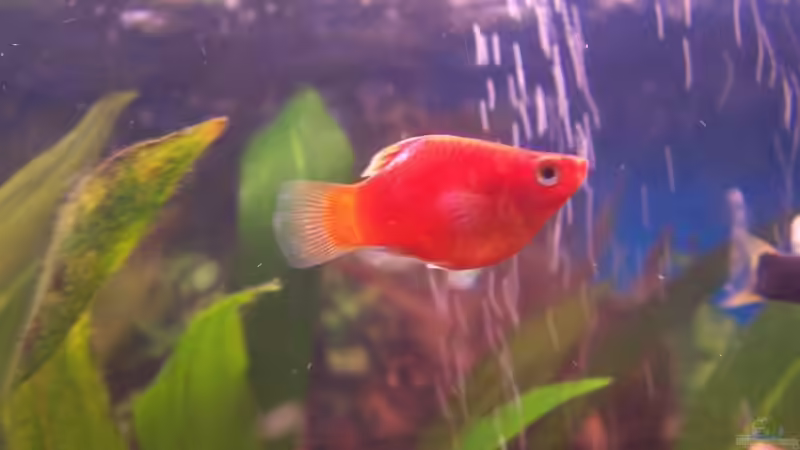 Knut von jhgfsjgfhl (14)