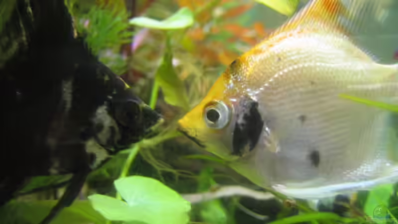 knutscher von Onkel (16)