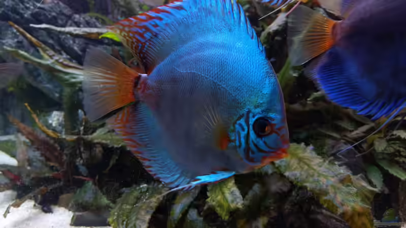 Kobalt (15 cm) von Vancouver2010 (137)