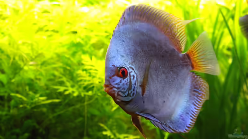 Kobalt Blau (m) von JessiKa265 (18)