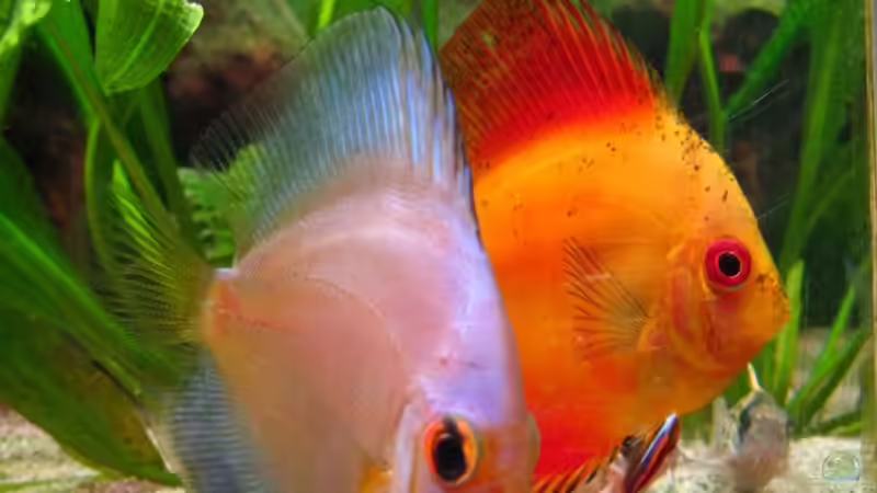 Kobalt und Marlboro Red  von Dennis (8)